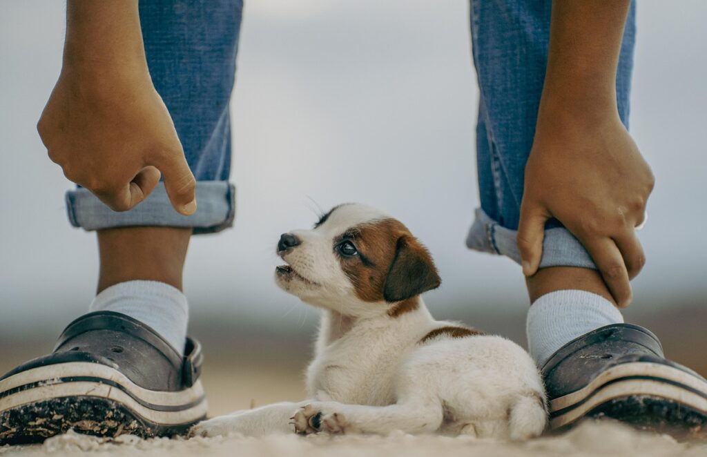 Petit chiot Jack Russell cherchant la sécurité auprès de son humain, illustrant l'apprentissage de la confiance et du suivi naturel