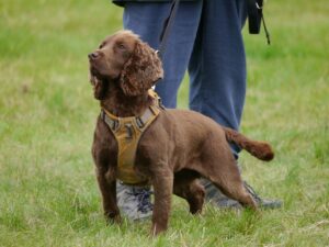 Un chien accompagné de son humain dans le respect de ses besoins fondamentaux avec Cyno Complices