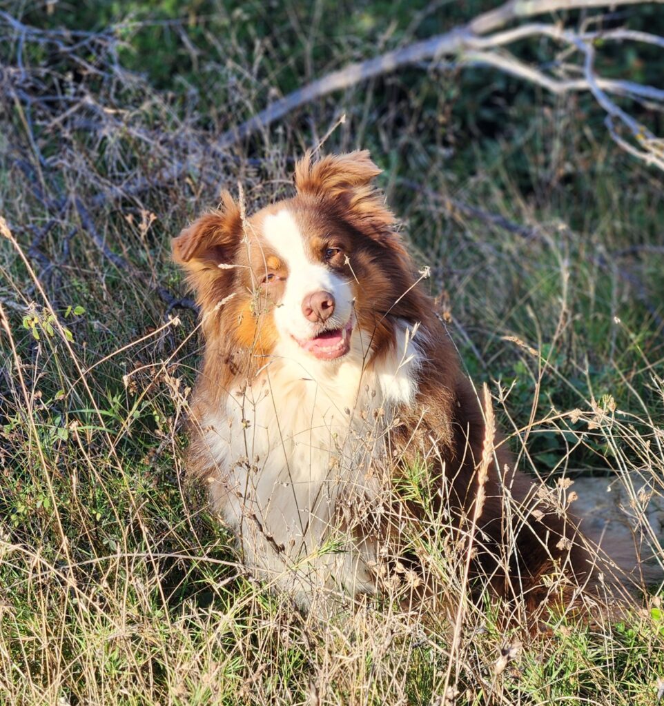 Chien berger australien dans les hautes herbes du Gard