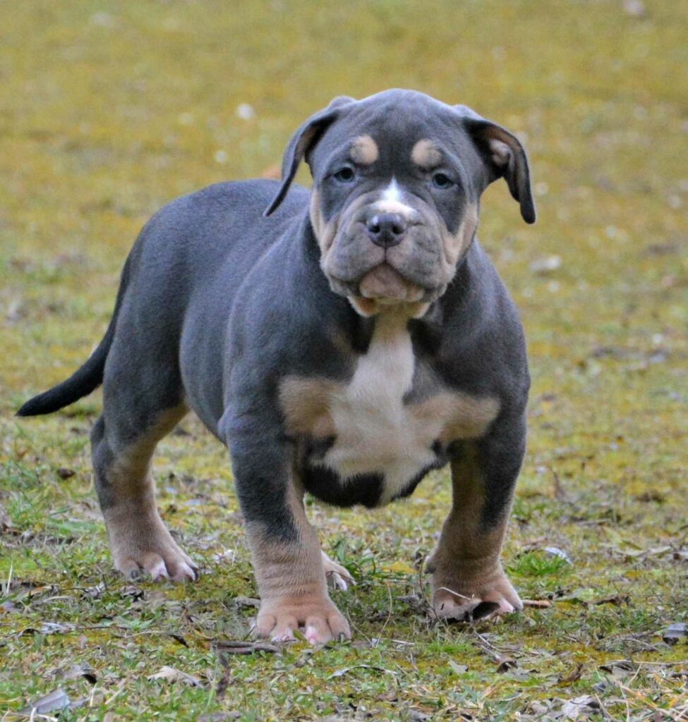 Lloyd le chien de l'éducatrice à son sevrage : un moment clé pour bien démarrer la relation !