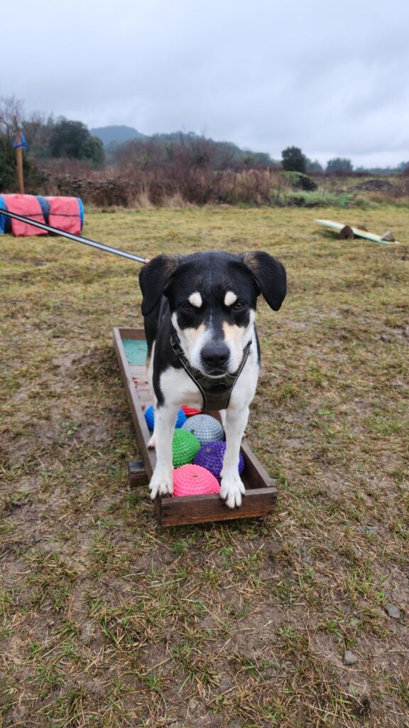 Chienne en plein apprentissage d'un exercice de proprioception au terrain ludique canin Cyno Complices