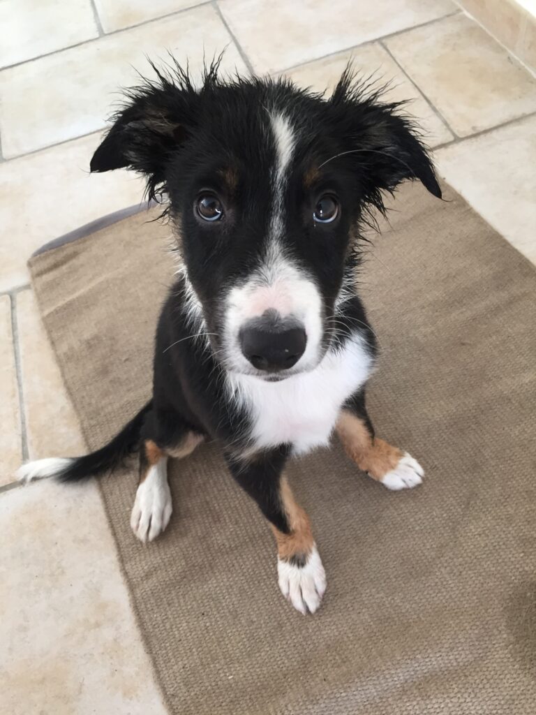 Chiot attentif après le bain chez Cyno Complices