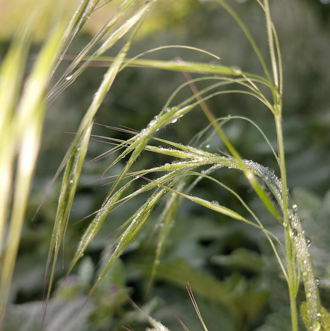 danger épillets Gard